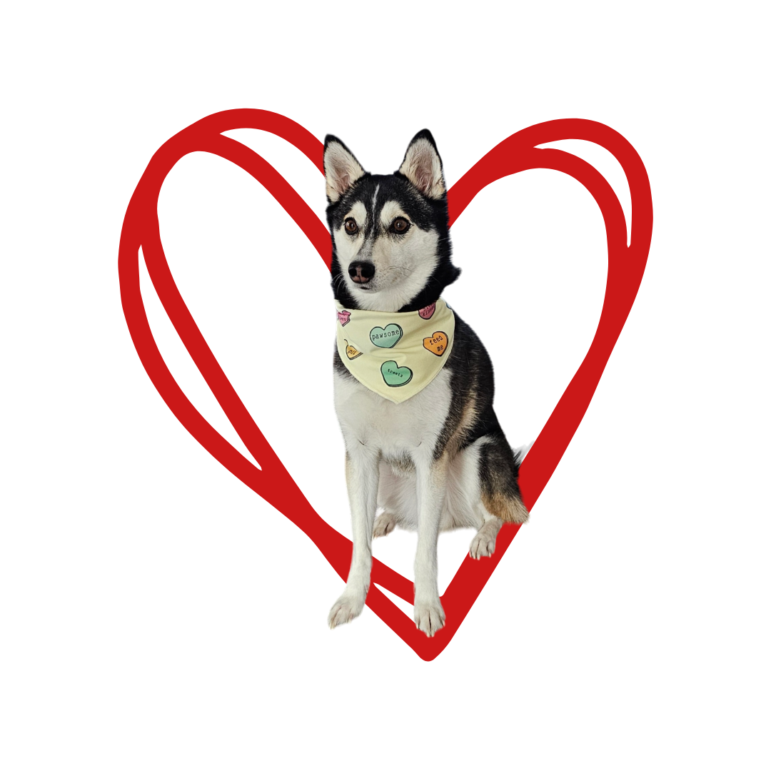 CANDY HEART DOG BANDANA-TIEABLE